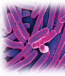 comment soigner escherichia coli