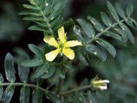 Tribulus