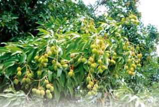 suppléments pour la peau