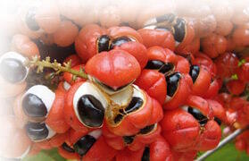 guarana