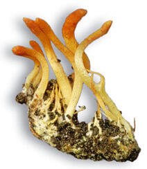 cordyceps