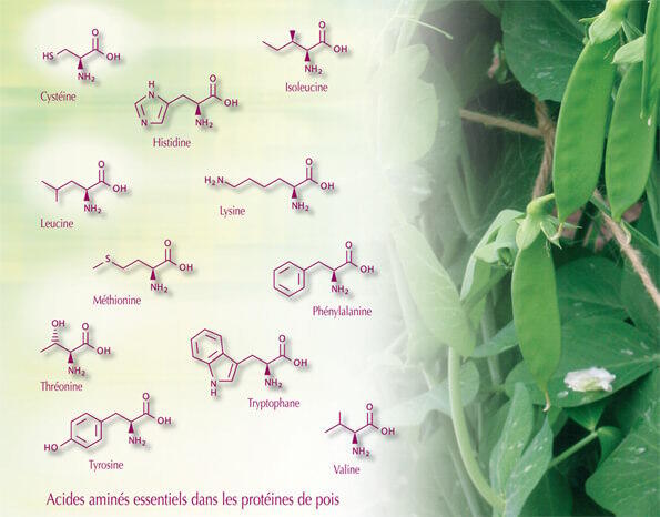 protéines de pois