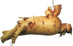 ginseng