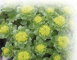 Rhodiola