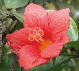 Hibiscus