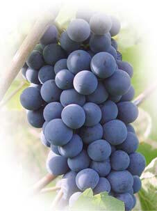 resveratrol