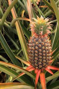 Bromelain