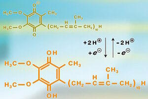 Ubiquinol