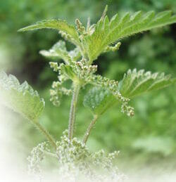 Nettle