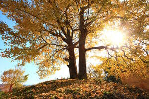 Ginkgo Ginkgo
