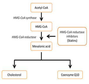 Q10: onmisbaar bij gebruik van statines - Hart en bloedvaten Nutranews