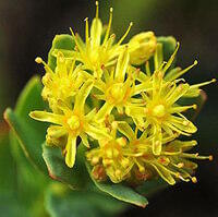 Rhodiola