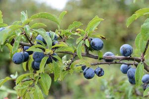 antioxydant berries