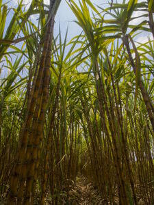 sugar cane