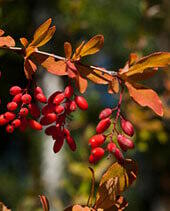 Berberine Berberine