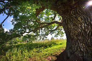 extrait de bois de chêne