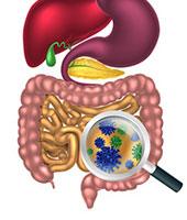 immune system and gut flora