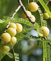 Amla