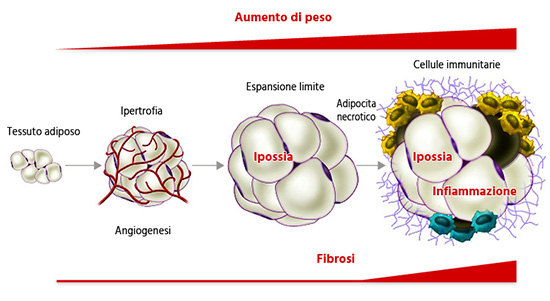 Insuline