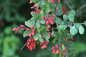 Berberine