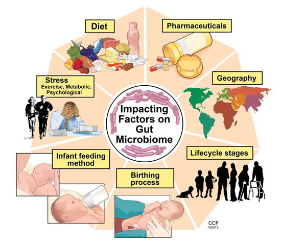 Factors affecting the microbiota