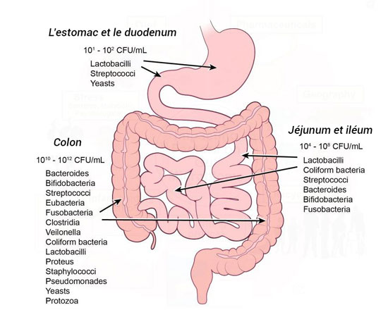 Flore intestinale