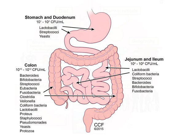 Intestinal flora