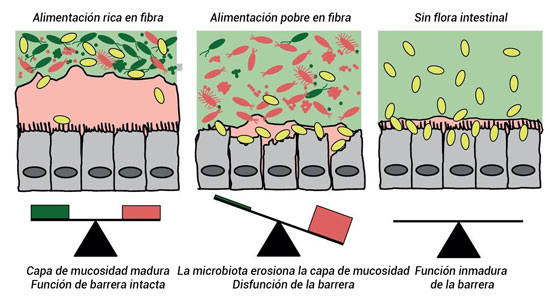 Microbiota y fibras” title=