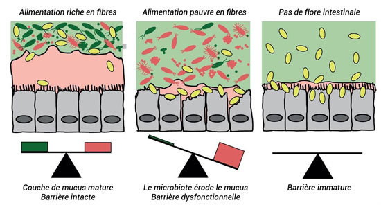 Microbiote et fibres