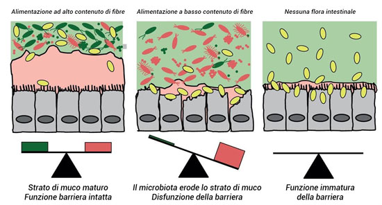 Microbiota e fibre