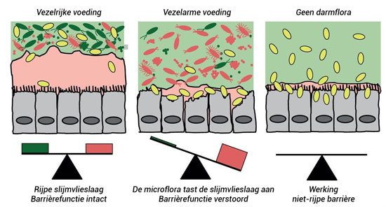 Microflora en vezels
