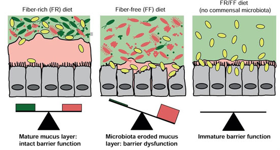 Microbiota and fibre