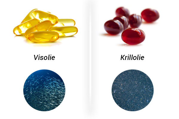 of visolie: wat is bron van omega-3? - Omega 3 - Nutranews