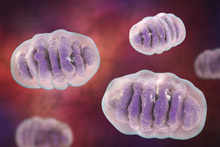 Weergave van mitochondriën, de kleine energiefabriekjes