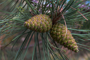 Pycnogenol is derived from maritime pine