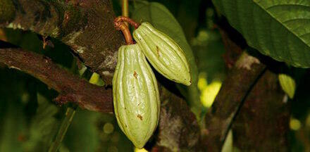 Cabosses Cacao