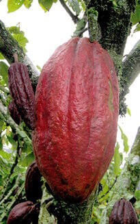 Cacao