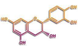 Epicatechine
