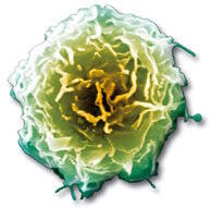 Macrophage