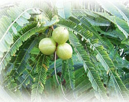 Amla