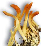 cordyceps