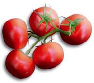 Lycopene