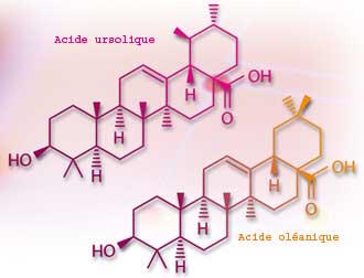 Ursolique Oleanique