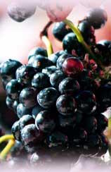 resveratrol