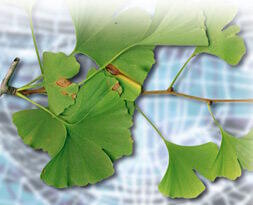 Ginkgo biloba