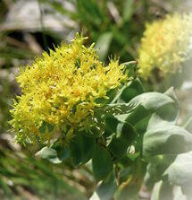 Rhodiola